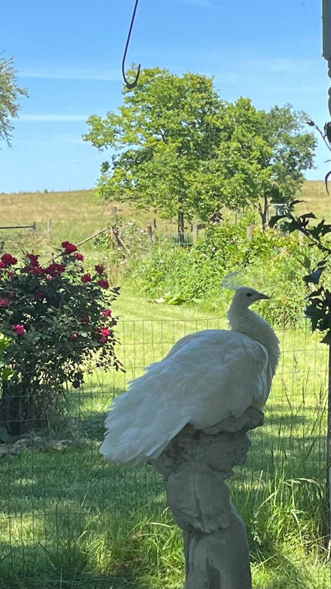Edinburg Shenandoah Valley Glamping - Amazing Views - Farm מראה חיצוני תמונה